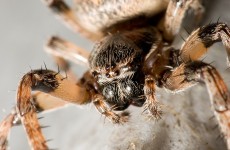 Kāpēc sociālā inženierija ir efektīva? Jau iepriekš rakstā „Datu drošība uzņēmumā” apskatījām, kas īsti ir sociālā inženierija. Pēc definīcijas sociālā inženierija ir manipulēšana ar cilvēku,...